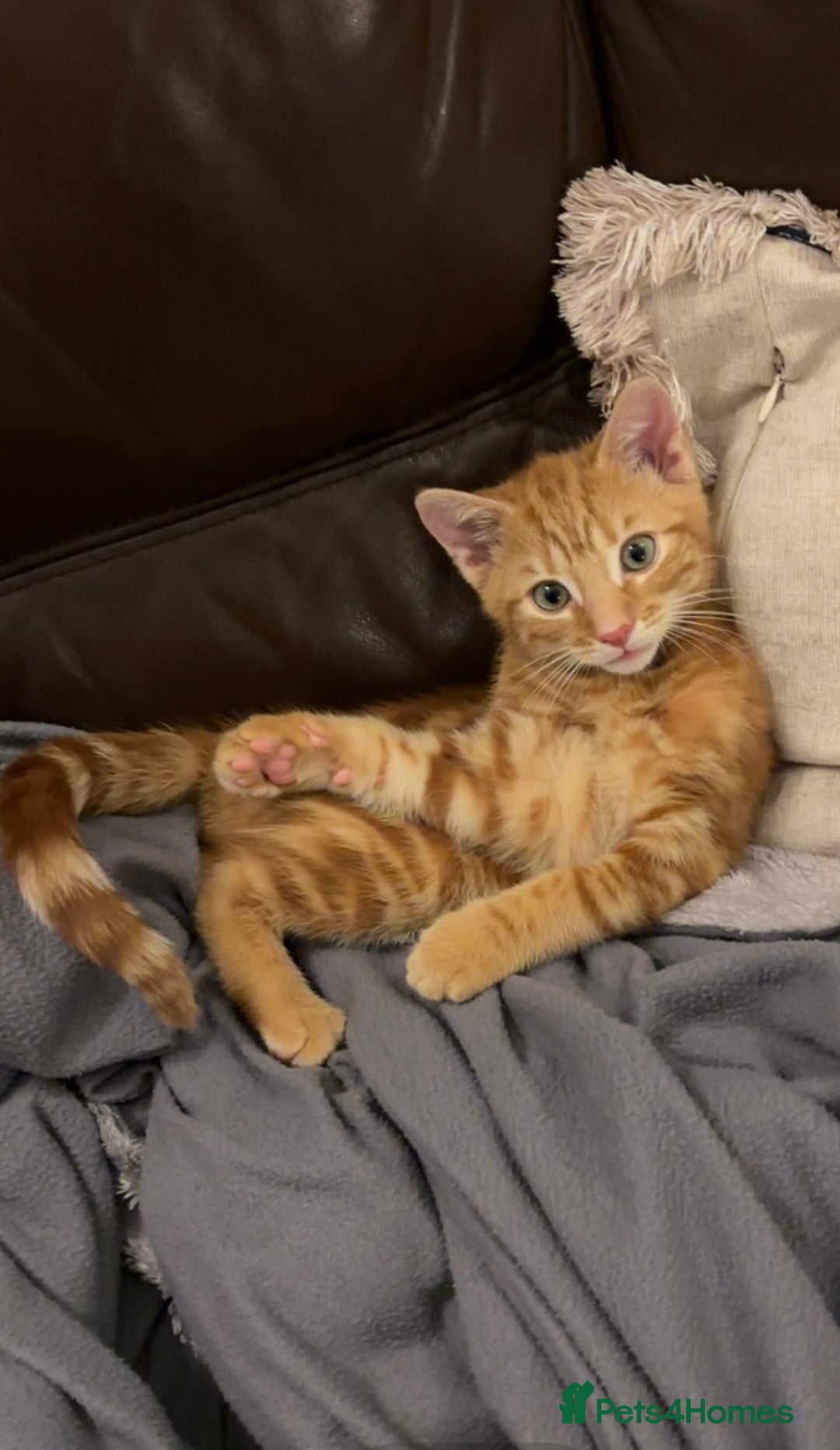 Mixed Breed cats for sale: Mixed breed ginger cat - Image 1