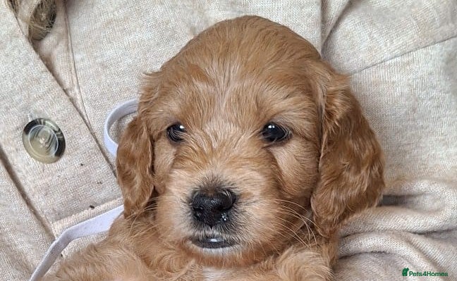 Mini Goldendoodle dogs Stunning Goldendoodles  - Advert 2