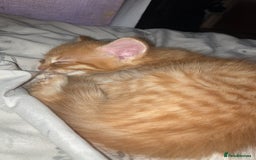 Mixed Breed cats for sale: Wonderful ginger Girl  - Image 2