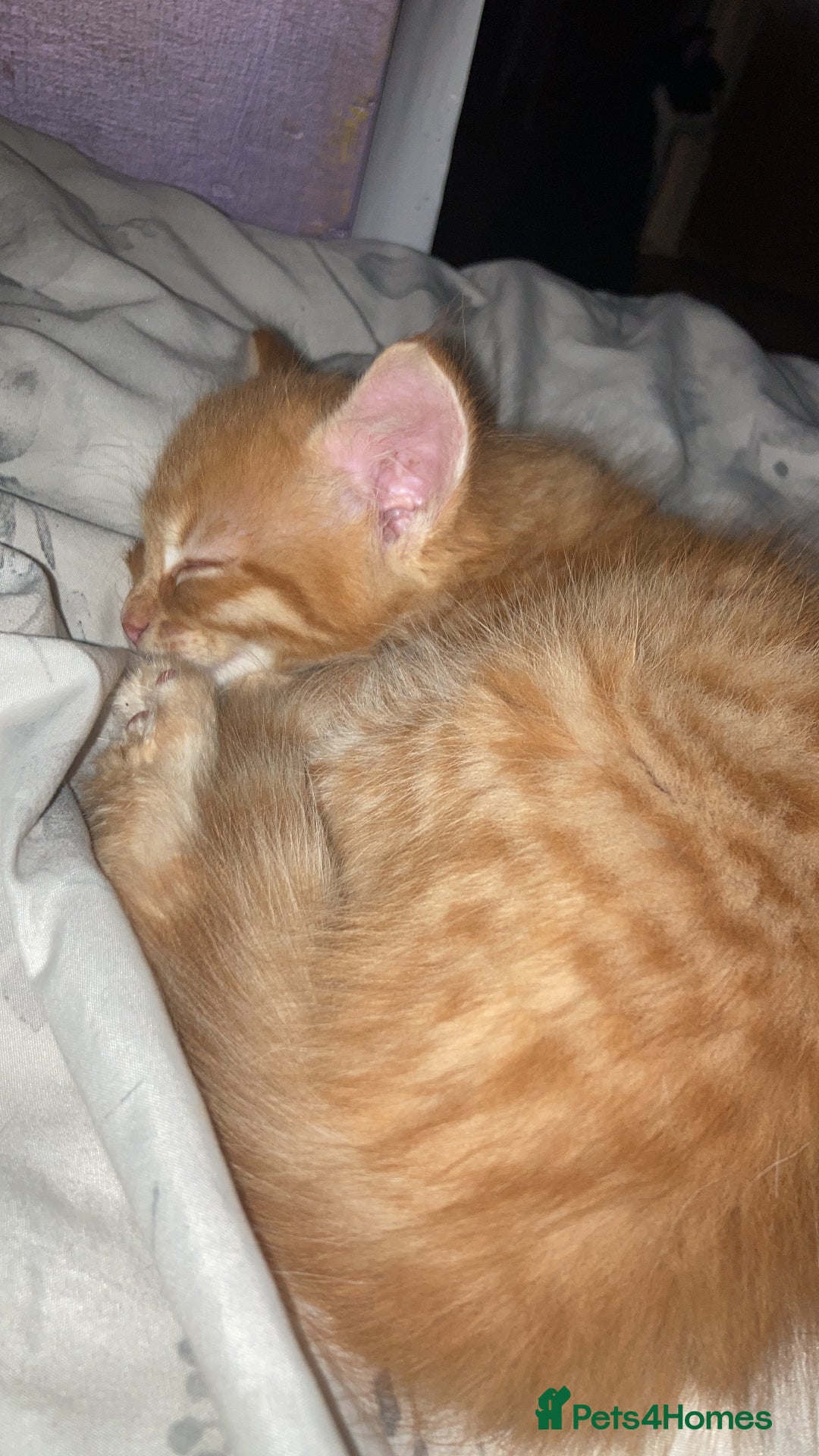 Mixed Breed cats for sale: Wonderful ginger Girl  - Image 2