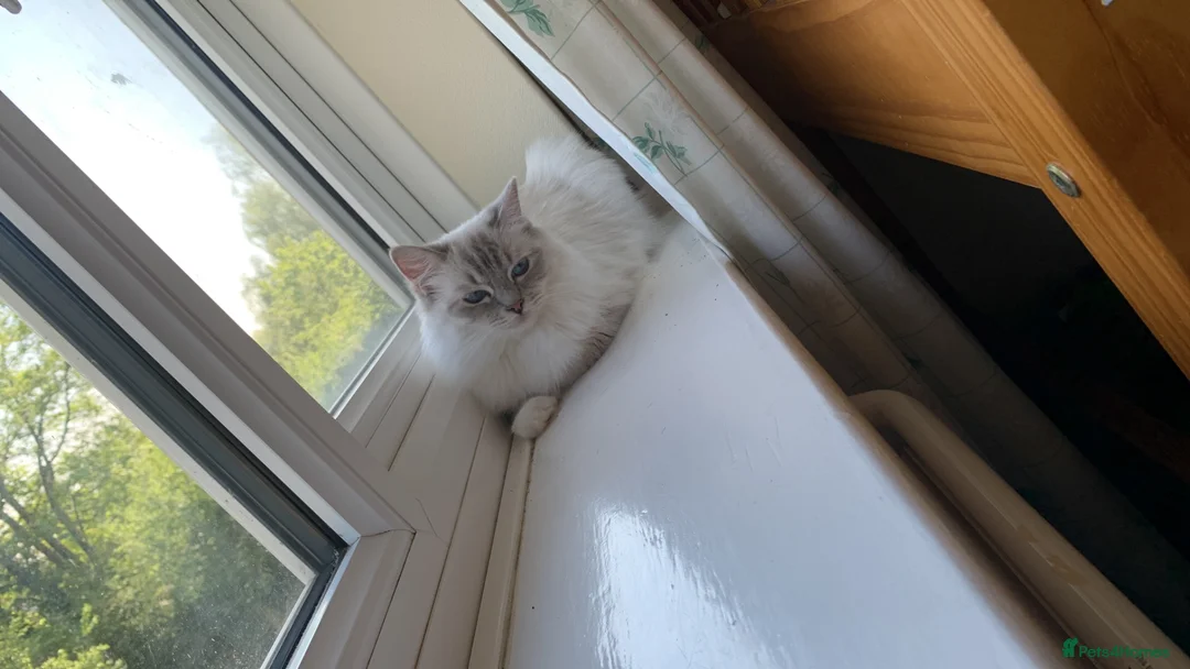 Ragdoll cats for sale: Beautiful Ragdoll Kittens  - Advert 1