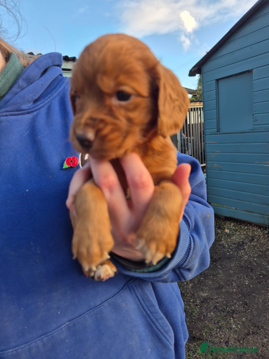 Golden Retriever dogs for sale: Lovely boy pup - Advert 6