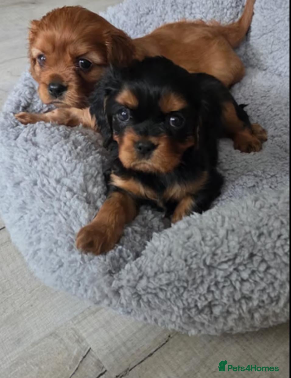 Cavalier King Charles Spaniel dogs Cavalier king Charles puppies - Advert 1