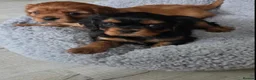Cavalier King Charles Spaniel dogs for sale: Cavalier king Charles puppies - Advert 1