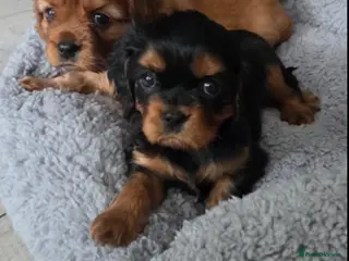 Cavalier King Charles Spaniel dogs Cavalier king Charles puppies - Advert 4