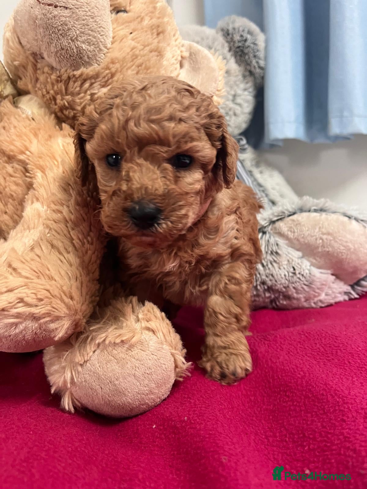 Miniature Poodle dogs 🐾 Adorable  Poodle Puppies for Sale! 🐾 - Advert 5
