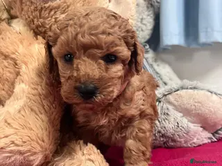 Miniature Poodle dogs 🐾 Adorable Poodle Puppies for Sale! 🐾 - Advert 5