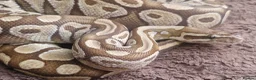 Python Snake reptiles for sale: Royal Python (Ball Python) - Advert 2