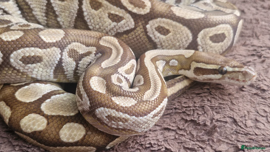 Python Snake reptiles for sale: Royal Python (Ball Python) - Advert 2