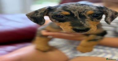 Mixed Breed dogs - Advert 4