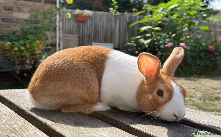 Dutch rabbits - Advert 2