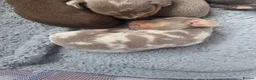 Miniature Dachshund dogs for sale: Beautiful mini dachshunds for sale - Advert 4