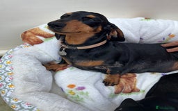 Dachshund dogs for sale: Miniature smooth haired black/tan puppies - Image 4