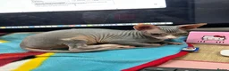 Sphynx cats for sale: Cleo is looking for a loving home  - Advert 2