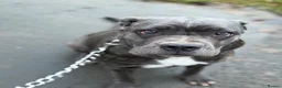 Cane Corso dogs for sale: Cane corso  - Advert 1