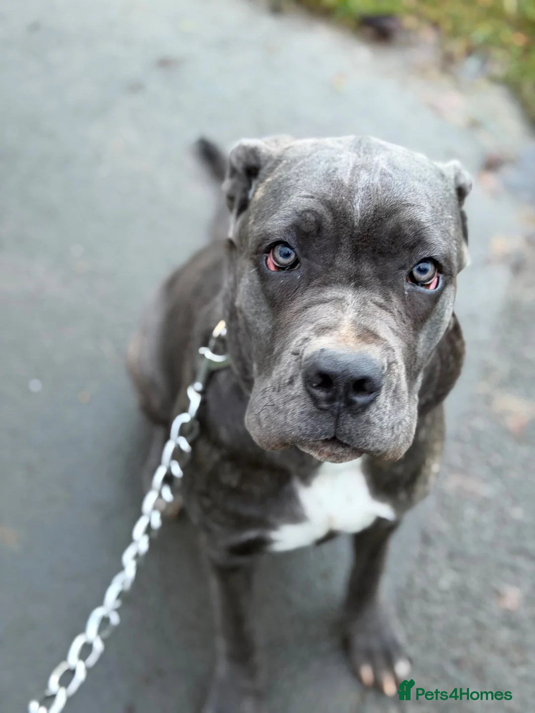 Cane Corso dogs for sale: Cane corso  - Advert 1