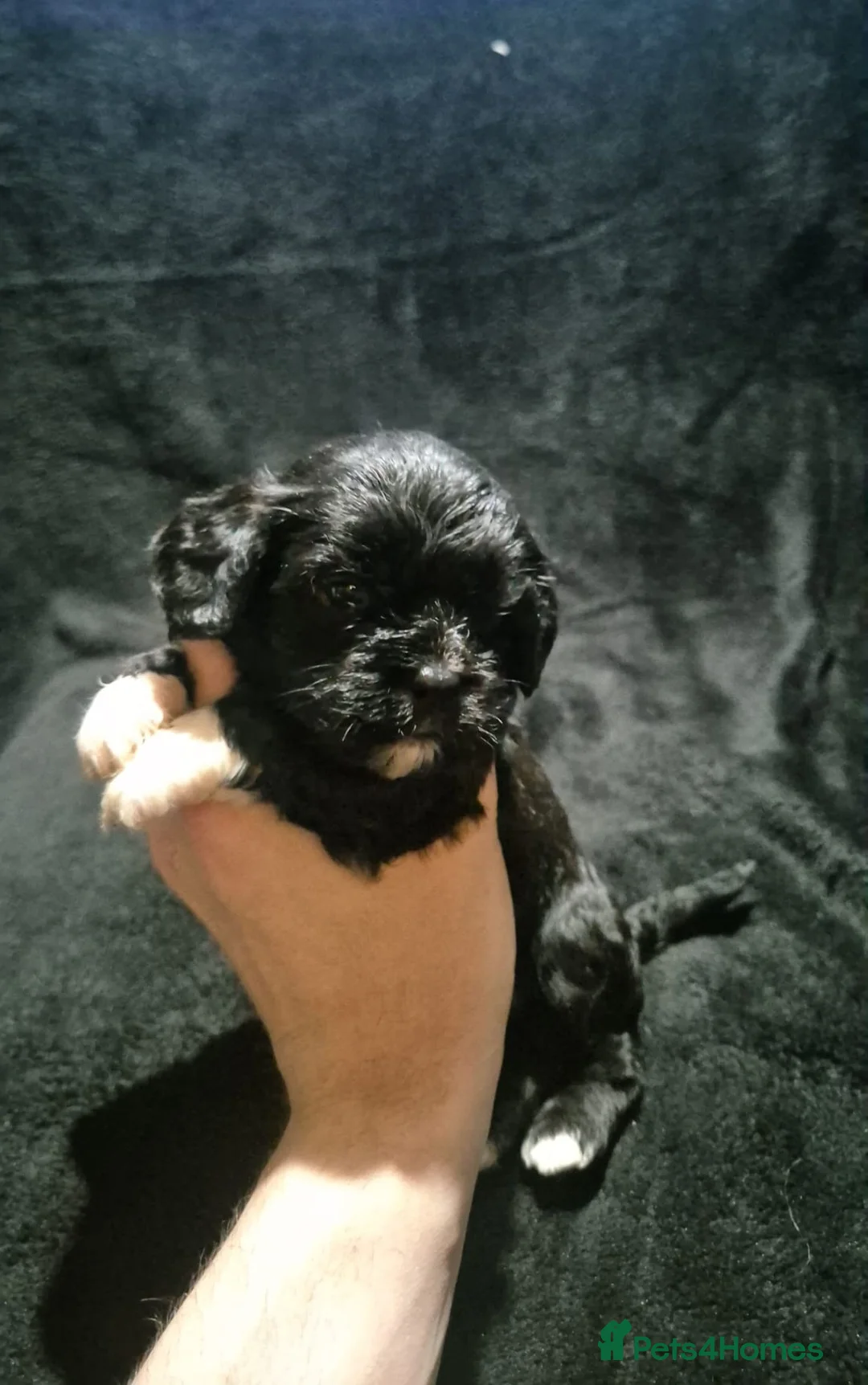 Cava Tzu dogs for sale: Cava-Tzu pups - Advert 8