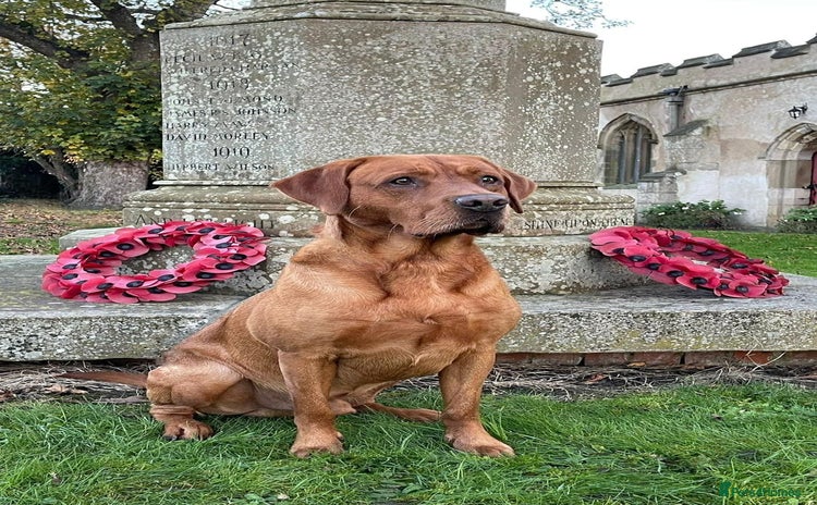 Labrador Retriever dogs KC boy, Fox Red Labs Fully health tested parents  - Advert 4