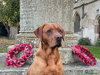 Labrador Retriever dogs KC boy, Fox Red Labs Fully health tested parents - Advert 15