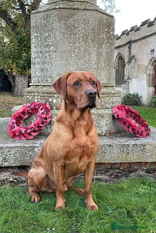 Labrador Retriever dogs KC boy, Fox Red Labs Fully health tested parents - Advert 4