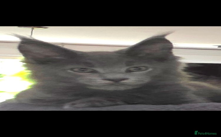 Maine Coon cats - Advert 3