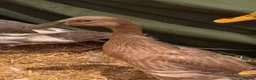 Ducks poultry for sale: Female runner ducks  - Advert 3