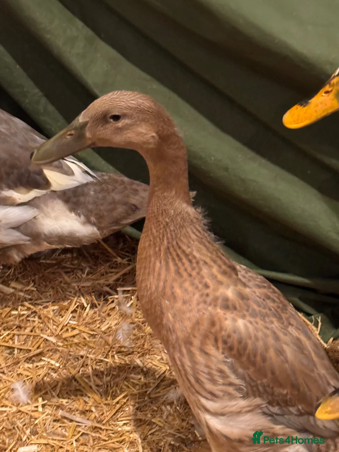 Ducks poultry for sale: Female runner ducks  - Advert 3