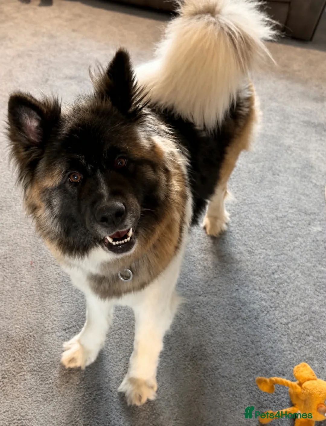 Akita dogs for sale: female american akita  in Mansfield - Advert 1