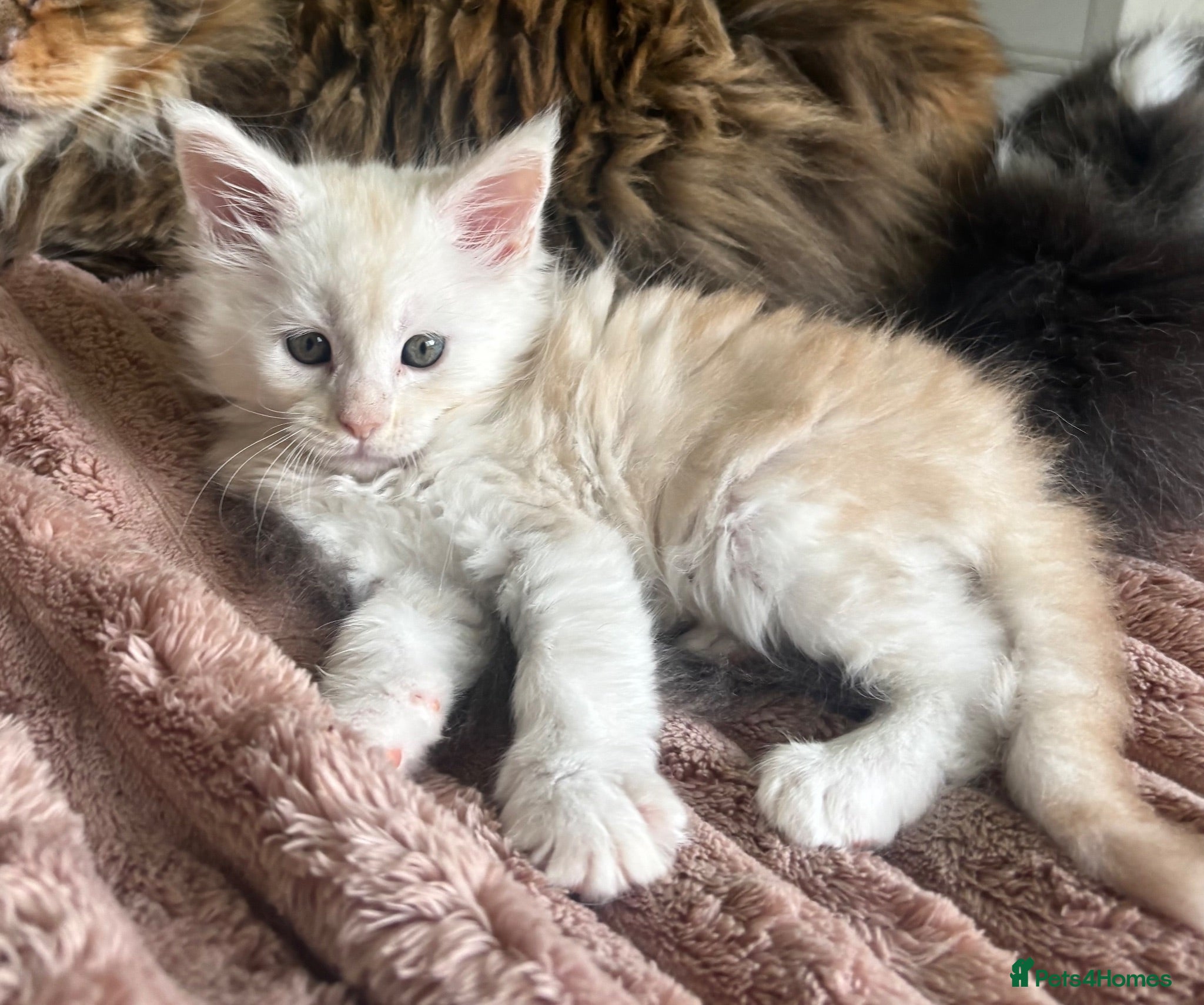 Maine Coon cats Stunning litter of Maine coon babies!  - Advert 17
