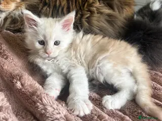 Maine Coon cats Stunning litter of Maine coon babies! - Advert 17