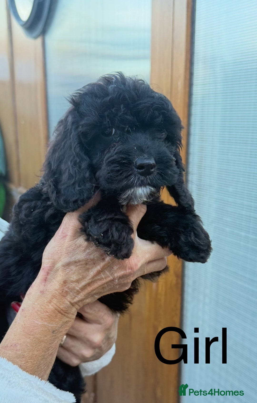 Cockapoo dogs for sale:  F1 Cockapoo puppies - Image 3
