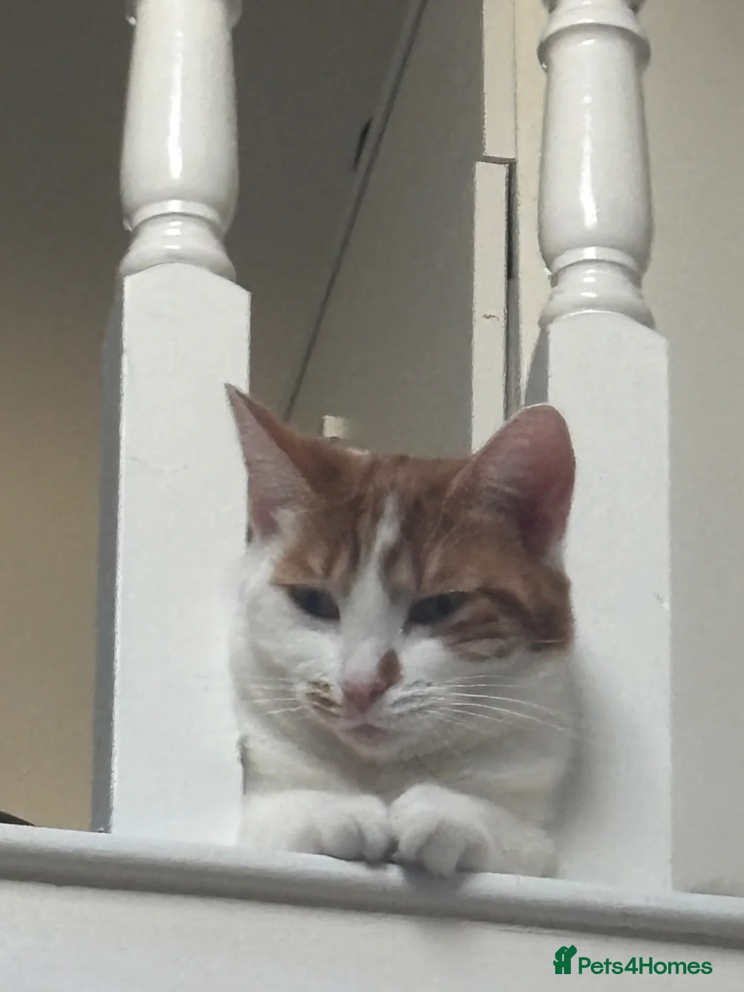 Turkish Van cats for sale: Turkish female van cat  - Advert 1
