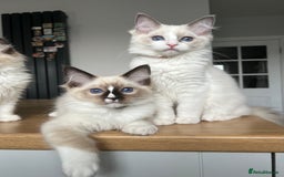Ragdoll cats for sale: Registered Ragdoll kittens for sale - Image 22