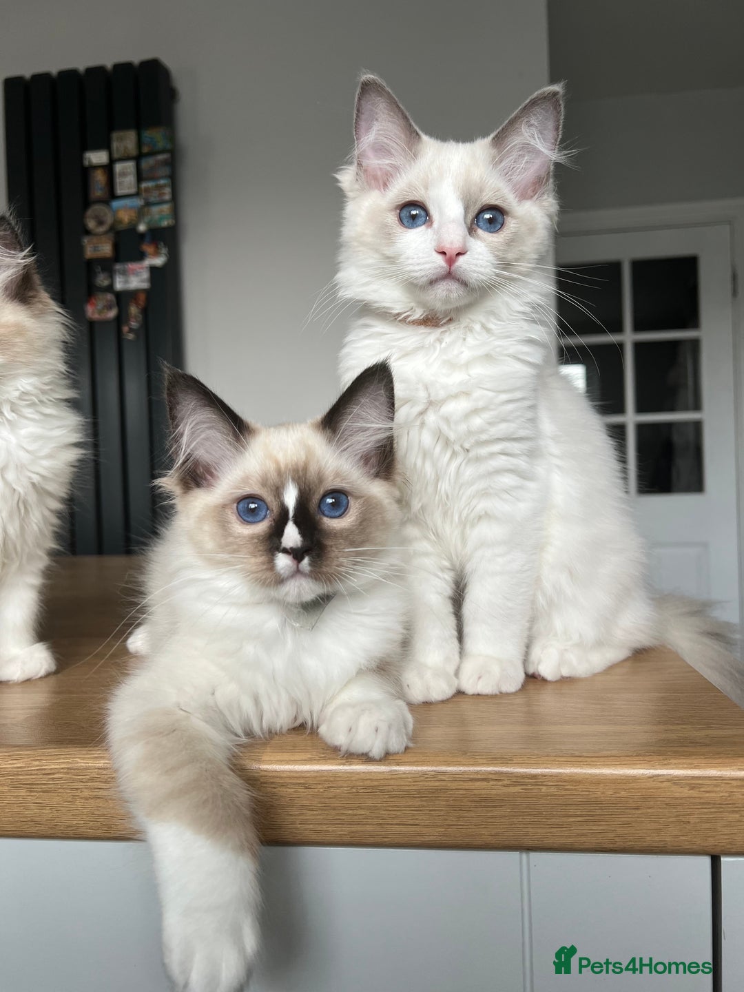 Ragdoll cats for sale: Registered Ragdoll kittens for sale - Image 22