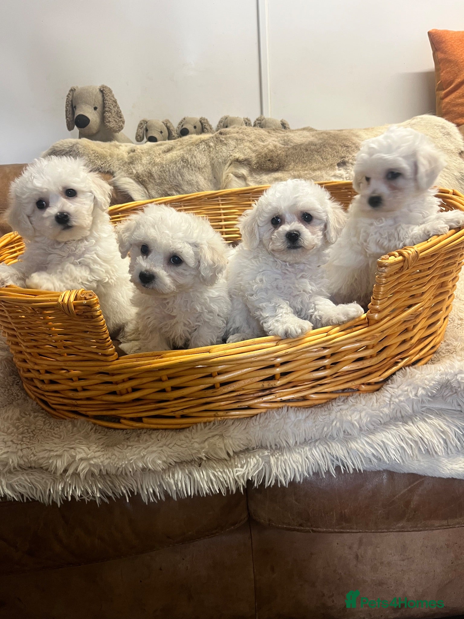 Bichon Frise dogs Super Cute Puppies - Advert 1