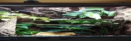 Frog reptiles for sale: 'Tweedle Dee' Whites Tree Frog Bioactive 60x45x90 in Margate - Advert 6