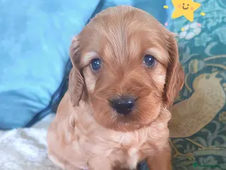 Cockapoo dogs Show Cockapoo puppies F1 - Advert 2