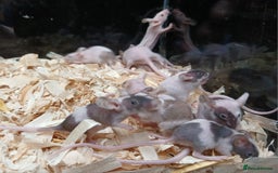 Mouse rodents for sale: Baby Fancy Pet Mice , Females available  - Image 13