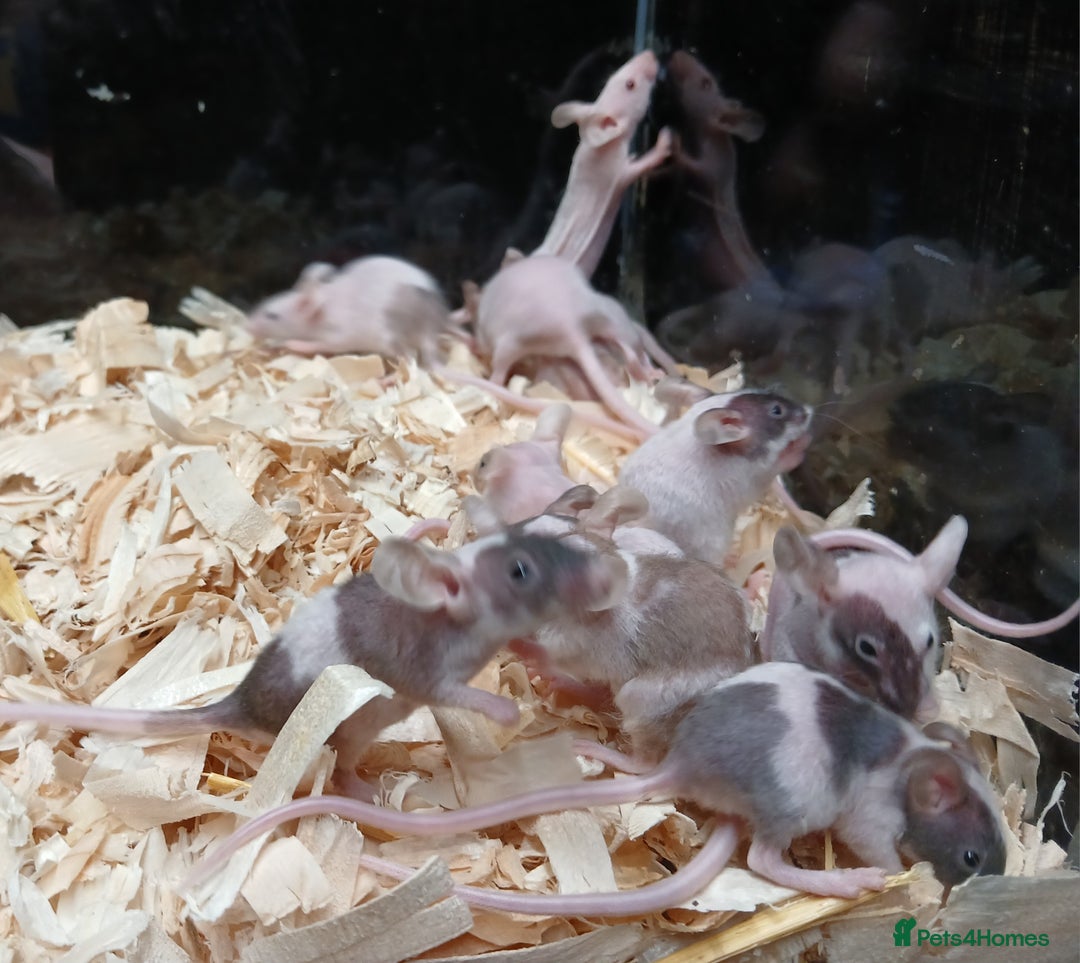 Mouse rodents for sale: Baby Fancy Pet Mice , Females available  - Image 13