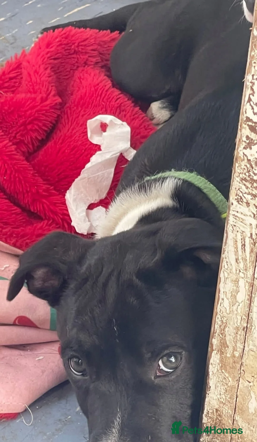 American Bull Staffy dogs for sale: Black and white staff, blue mother, white father  in Doncaster - Advert 2