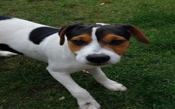 Mixed Breed dogs for sale: Parsons Russell Jack Russell Hybrid Puppy (Cooper) - Image 2