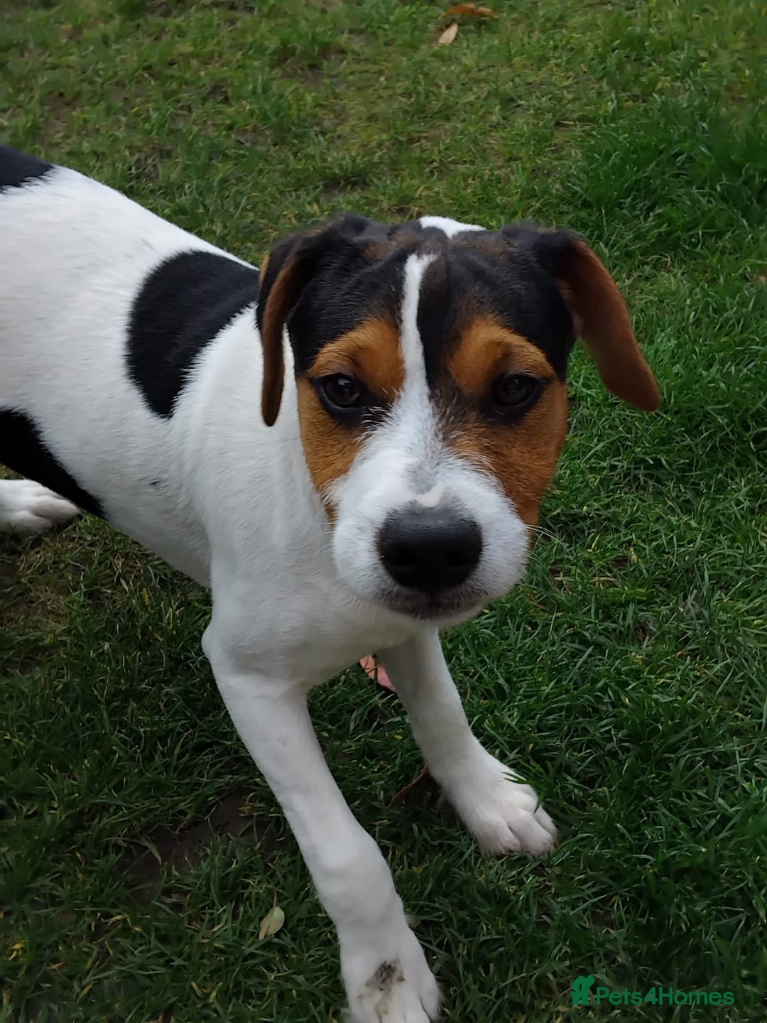 Mixed Breed dogs for sale: Parsons Russell Jack Russell Hybrid Puppy (Cooper) - Image 2