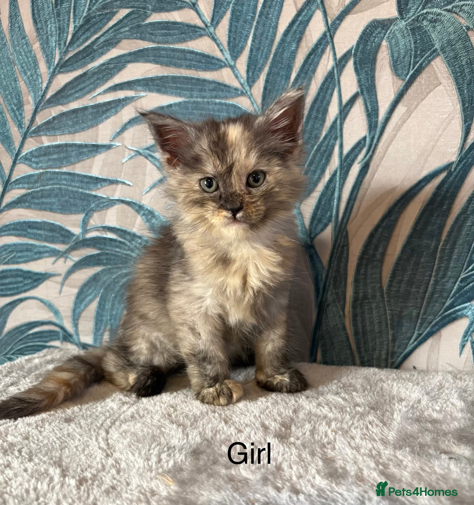 Maine Coon cats  Gorgeous Maincoon kittens 2 girls  - Advert 8