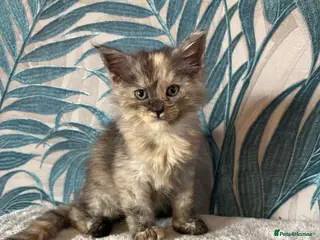 Maine Coon cats Gorgeous Maincoon kittens 2 girls - Advert 8