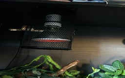 Python Snake reptiles for sale: ivory blue eyes lucy and full set up  - Advert 6