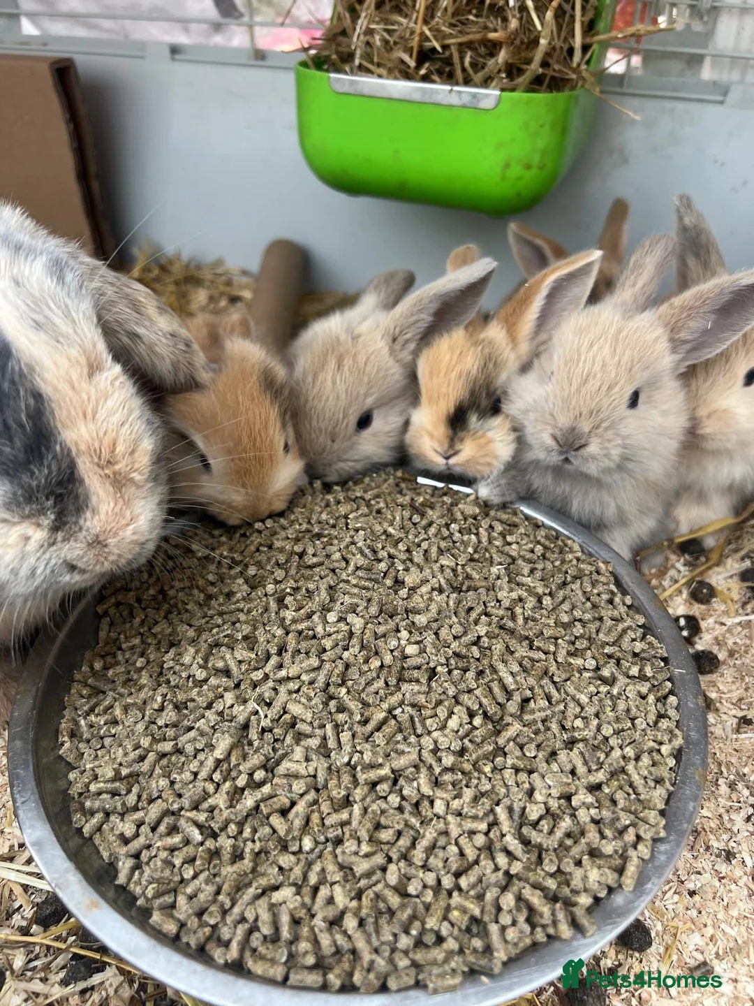 Mini Lop rabbits for sale: Beautiful mini lop bunnies ❤️ - Advert 1