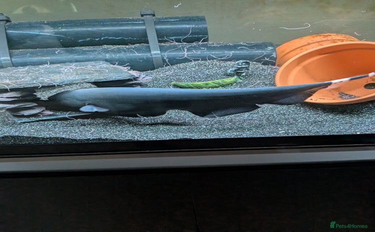 Sharks fish for sale - Advert 1
