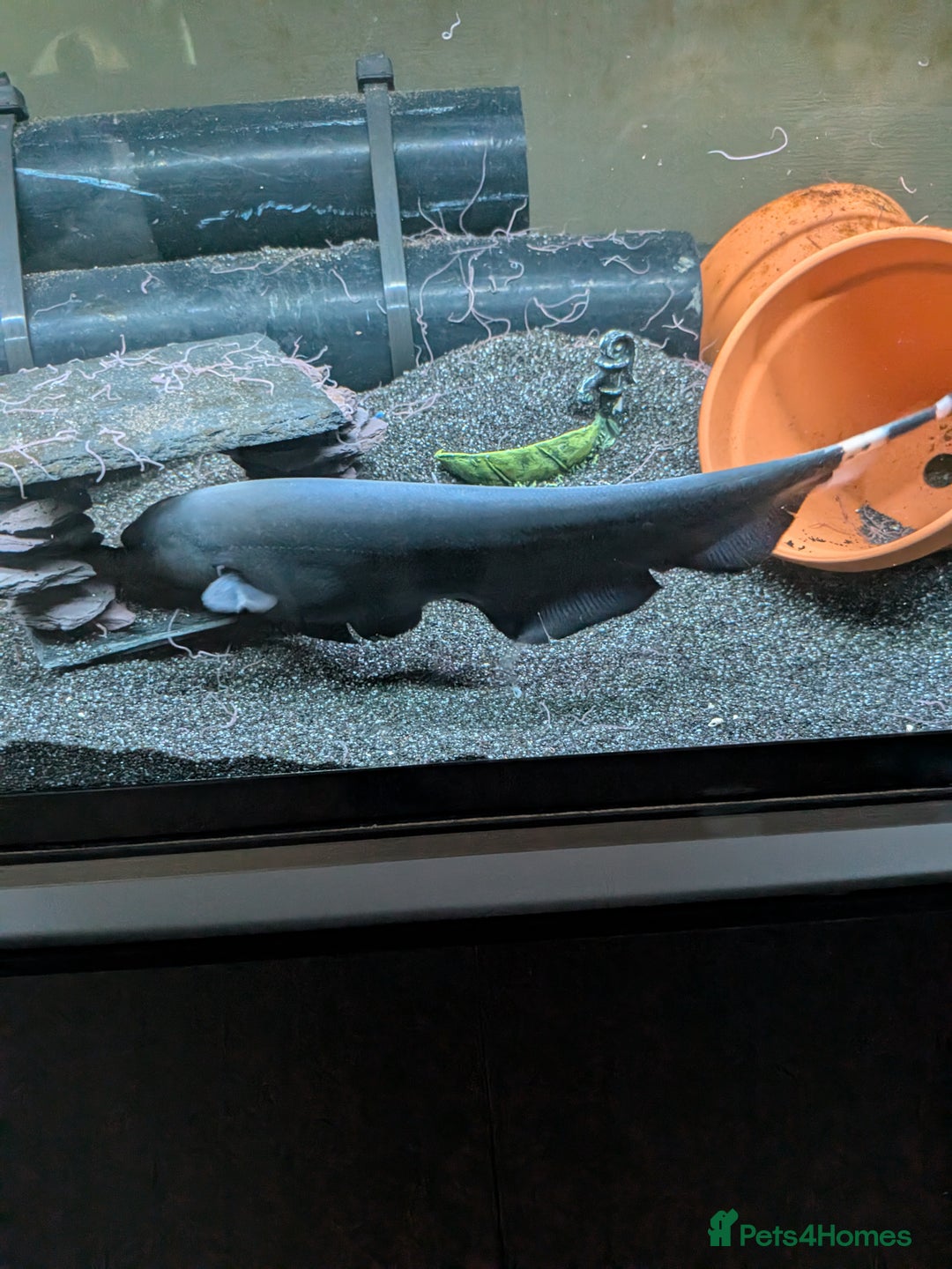 Sharks fish for sale: Black ghost knife - Image 1