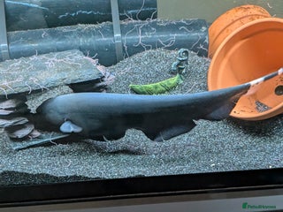 Sharks fish - Advert 3