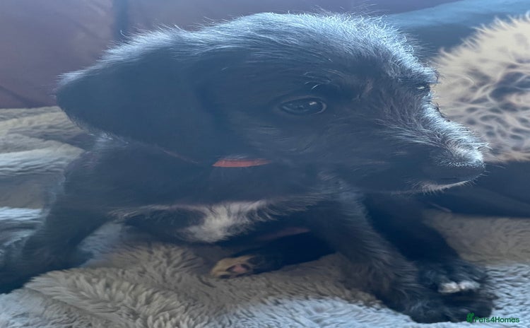 Mixed Breed dogs - Advert 1